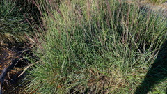 Triodia dielsii