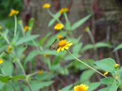 Callimormus juventus