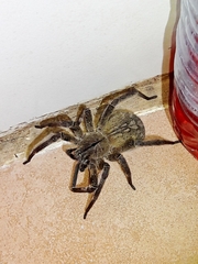 Phoneutria eickstedtae