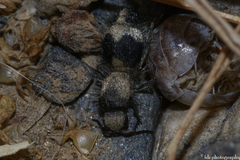 Dasylabris lugubris