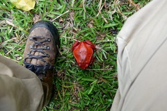 Dyscophus antongilii