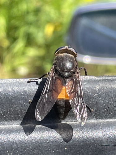 Hybomitra cincta photo 2