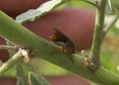 Homalodisca vitripennis