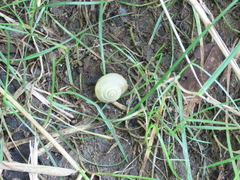 Bradybaena pellucida