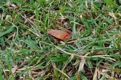 Dyscophus antongilii