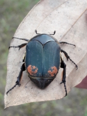 Allorhina
