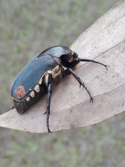 Allorhina