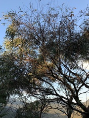Eucalyptus willisii