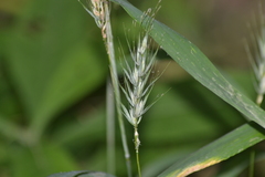 Elymus riparius