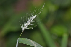 Elymus riparius
