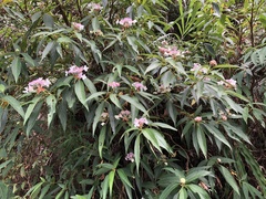 Hydrangea longifolia