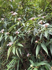 Hydrangea longifolia