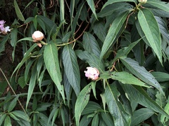 Hydrangea longifolia