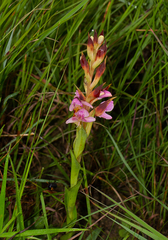 Disa ukingensis