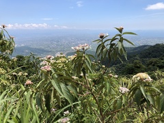 Hydrangea longifolia