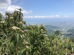 Hydrangea longifolia
