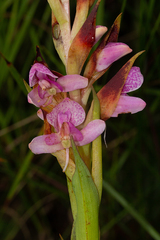 Disa ukingensis