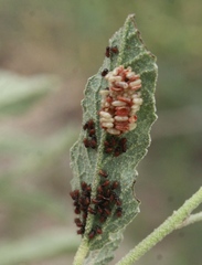 Calligrapha serpentina