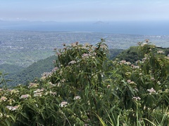 Hydrangea longifolia