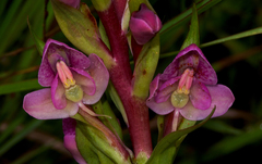 Disa ukingensis