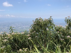 Hydrangea longifolia