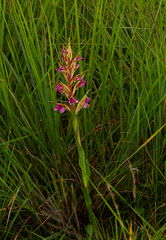 Disa ukingensis