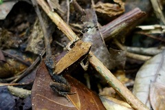 Mantidactylus charlotteae