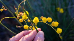 Acacia restiacea