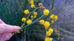 Acacia restiacea
