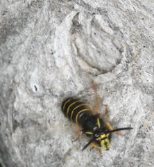 Dolichovespula norvegicoides