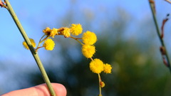 Acacia restiacea