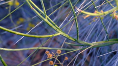 Acacia restiacea
