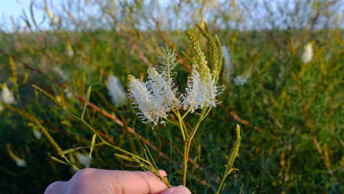 Grevillea leucoclada, photograph 5