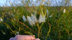 Grevillea leucoclada, photograph (c) Peter Crowcroft, some rights reserved (CC BY)
