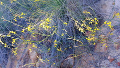 Acacia restiacea