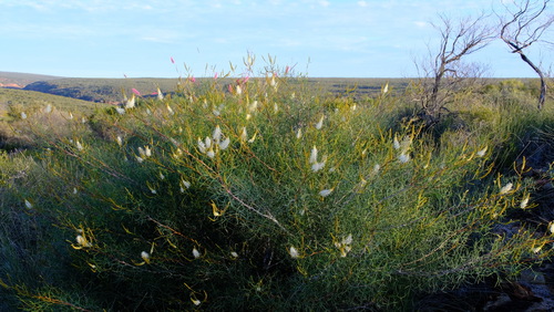 Grevillea leucoclada, photograph 6