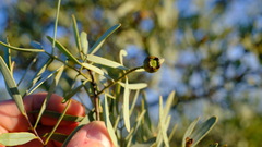 Santalum spicatum