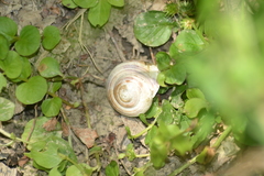 Webbhelix multilineata