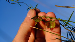 Dioscorea hastifolia