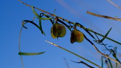 Dioscorea hastifolia