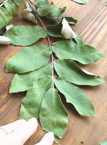 Image of Lannea discolor by no rights reserved
