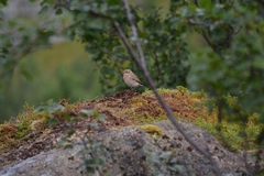 Oenanthe isabellina