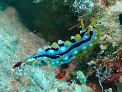 Phyllidia coelestis
