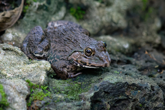 Hoplobatrachus chinensis