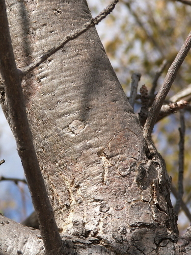 Image of Lannea discolor by no rights reserved