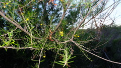 Acacia lineolata lineolata