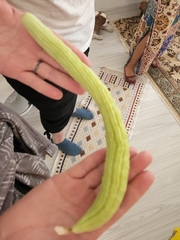 Cucumis melo flexuosus