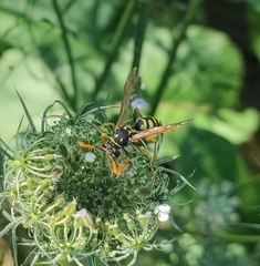 Polistes dominula