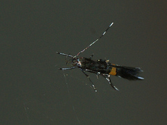 Cosmopterix orichalcea