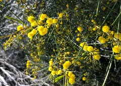 Acacia calamifolia